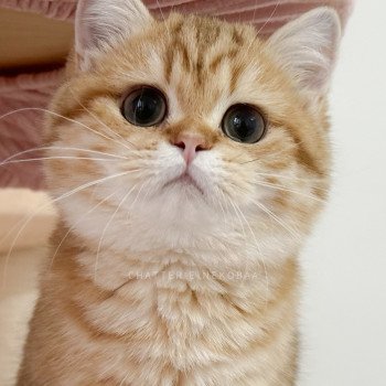 chat British Shorthair chocolate golden blotched tabby Karameru Chatterie Nekobaa chat British Shorthair chocolate golden blotched tabby Karameru Chatterie Nekobaa