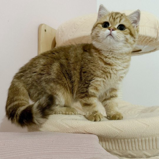 Karameru chocolat golden blotched tabby