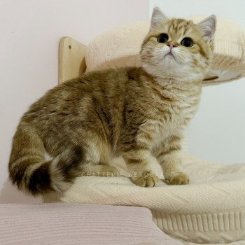 chat British Shorthair chocolate golden blotched tabby Karameru Chatterie Nekobaa