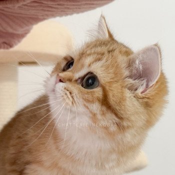 chat British Shorthair chocolate golden blotched tabby Karameru Chatterie Nekobaa