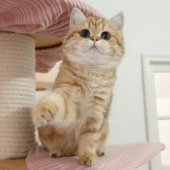 chat British Shorthair chocolate golden blotched tabby Karameru Chatterie Nekobaa