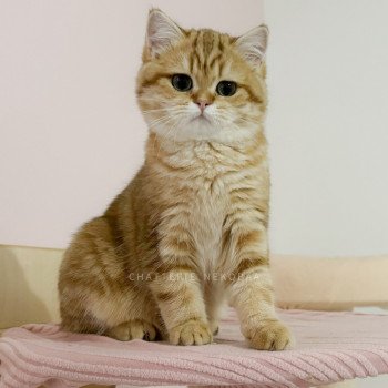 chat British Shorthair chocolate golden blotched tabby Karameru Chatterie Nekobaa