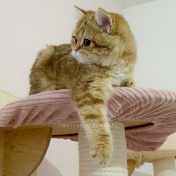 chat British Shorthair chocolate golden blotched tabby Karameru Chatterie Nekobaa