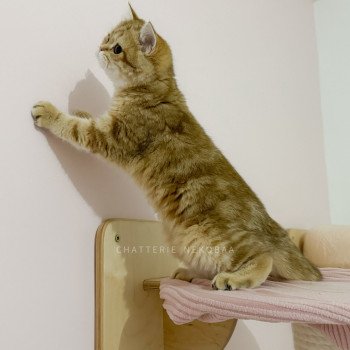chat British Shorthair chocolate golden blotched tabby Karameru Chatterie Nekobaa chat British Shorthair chocolate golden blotched tabby Karameru Chatterie Nekobaa