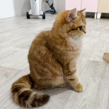 chat British Shorthair chocolate golden blotched tabby Karameru Chatterie Nekobaa