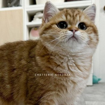 chat British Shorthair chocolate golden blotched tabby Karameru Chatterie Nekobaa