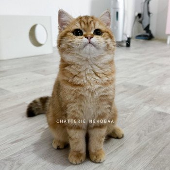 chat British Shorthair chocolate golden blotched tabby Karameru Chatterie Nekobaa