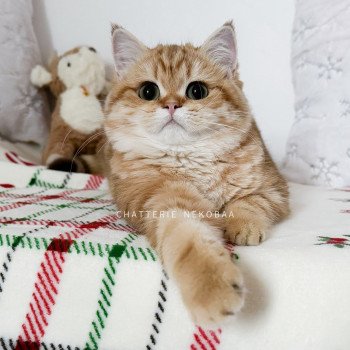 chat British Shorthair chocolate golden blotched tabby Karameru Chatterie Nekobaa chat British Shorthair chocolate golden blotched tabby Karameru Chatterie Nekobaa