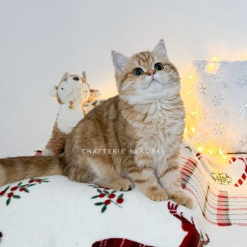 chat British Shorthair chocolate golden blotched tabby Karameru Chatterie Nekobaa chat British Shorthair chocolate golden blotched tabby Karameru Chatterie Nekobaa