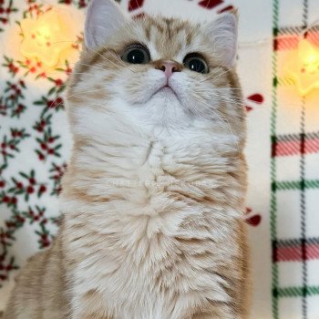 chat British Shorthair chocolate golden blotched tabby Karameru Chatterie Nekobaa chat British Shorthair chocolate golden blotched tabby Karameru Chatterie Nekobaa