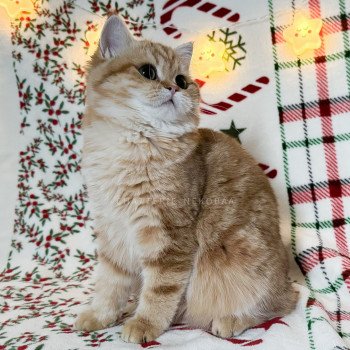 chat British Shorthair chocolate golden blotched tabby Karameru Chatterie Nekobaa chat British Shorthair chocolate golden blotched tabby Karameru Chatterie Nekobaa