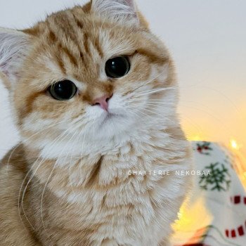 chat British Shorthair chocolate golden blotched tabby Karameru Chatterie Nekobaa chat British Shorthair chocolate golden blotched tabby Karameru Chatterie Nekobaa