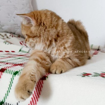 chat British Shorthair chocolate golden blotched tabby Karameru Chatterie Nekobaa