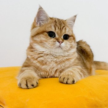 chat British Shorthair chocolate golden blotched tabby Karameru Chatterie Nekobaa