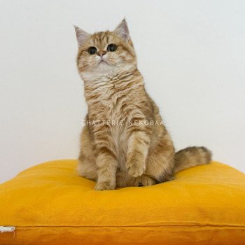 chat British Shorthair chocolate golden blotched tabby Karameru Chatterie Nekobaa