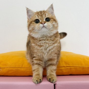 chat British Shorthair chocolate golden blotched tabby Karameru Chatterie Nekobaa chat British Shorthair chocolate golden blotched tabby Karameru Chatterie Nekobaa