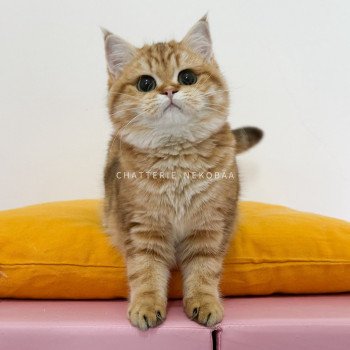 chat British Shorthair chocolate golden blotched tabby Karameru Chatterie Nekobaa