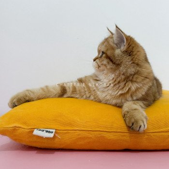 chat British Shorthair chocolate golden blotched tabby Karameru Chatterie Nekobaa chat British Shorthair chocolate golden blotched tabby Karameru Chatterie Nekobaa