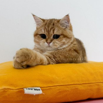 chat British Shorthair chocolate golden blotched tabby Karameru Chatterie Nekobaa chat British Shorthair chocolate golden blotched tabby Karameru Chatterie Nekobaa