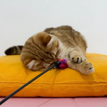 chat British Shorthair chocolate golden blotched tabby Karameru Chatterie Nekobaa chat British Shorthair chocolate golden blotched tabby Karameru Chatterie Nekobaa
