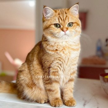 chat British Shorthair chocolate golden blotched tabby Karameru Chatterie Nekobaa