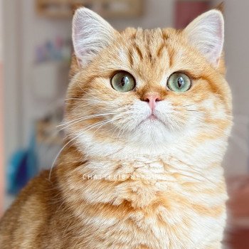 chat British Shorthair chocolate golden blotched tabby Karameru Chatterie Nekobaa chat British Shorthair chocolate golden blotched tabby Karameru Chatterie Nekobaa