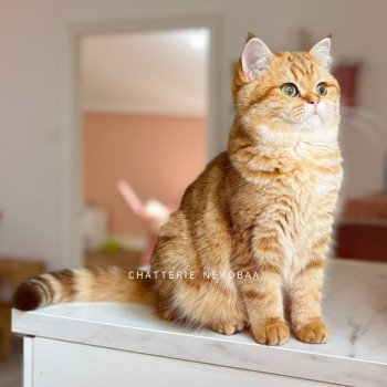 chat British Shorthair chocolate golden blotched tabby Karameru Chatterie Nekobaa chat British Shorthair chocolate golden blotched tabby Karameru Chatterie Nekobaa