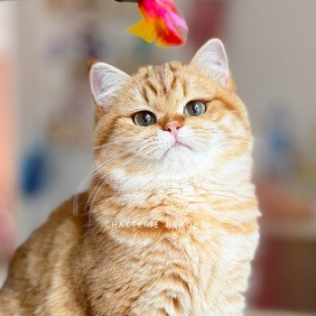 chat British Shorthair chocolate golden blotched tabby Karameru Chatterie Nekobaa chat British Shorthair chocolate golden blotched tabby Karameru Chatterie Nekobaa