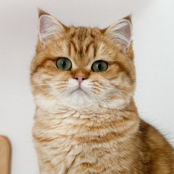 chat British Shorthair chocolate golden blotched tabby Karameru Chatterie Nekobaa