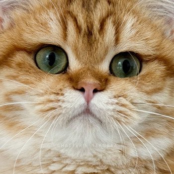 chat British Shorthair chocolate golden blotched tabby Karameru Chatterie Nekobaa chat British Shorthair chocolate golden blotched tabby Karameru Chatterie Nekobaa