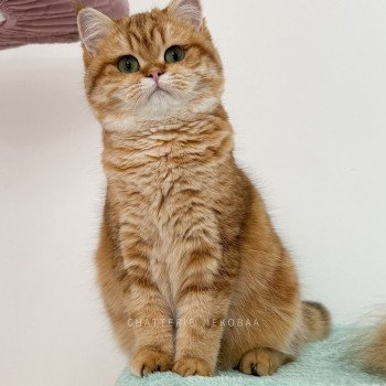 chat British Shorthair chocolate golden blotched tabby Karameru Chatterie Nekobaa