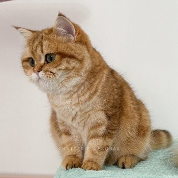 chat British Shorthair chocolate golden blotched tabby Karameru Chatterie Nekobaa