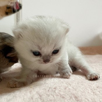 chaton British Shorthair black silver shaded Kiki Chatterie Nekobaa