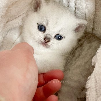 chaton British Shorthair black silver shaded Kiki Chatterie Nekobaa