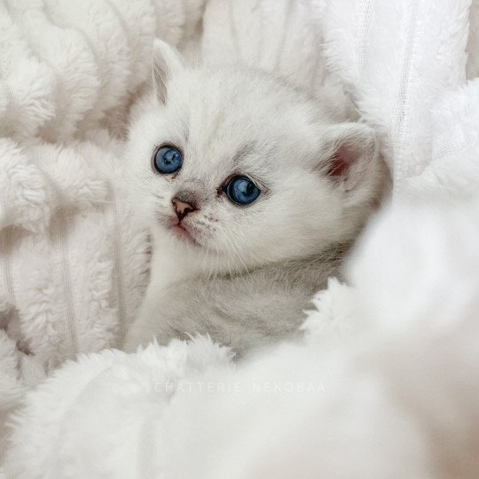 kiki british shorthair black silver shaded