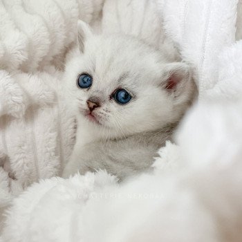 chaton British Shorthair black silver shaded Kiki Chatterie Nekobaa