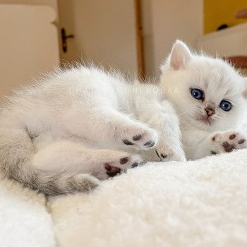 chaton British Shorthair black silver shaded Kiki Chatterie Nekobaa