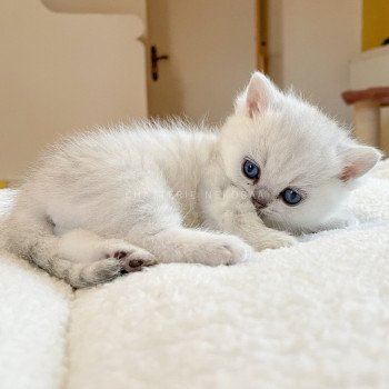 chaton British Shorthair black silver shaded Kiki Chatterie Nekobaa