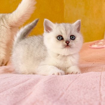 chaton British Shorthair black silver shaded Kiki Chatterie Nekobaa