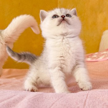 chaton British Shorthair black silver shaded Kiki Chatterie Nekobaa