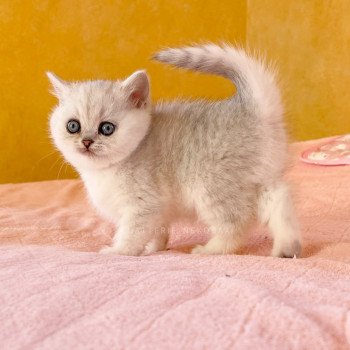 chaton British Shorthair black silver shaded Kiki Chatterie Nekobaa