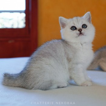 chaton British Shorthair black silver shaded Kiki Chatterie Nekobaa