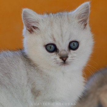 chaton British Shorthair black silver shaded Kiki Chatterie Nekobaa