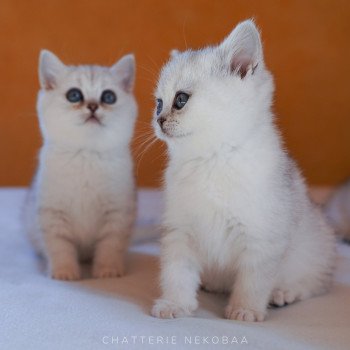 chaton British Shorthair black silver shaded Kiki Chatterie Nekobaa