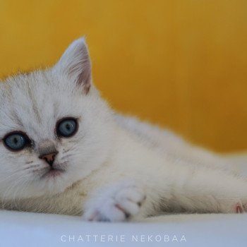 chaton British Shorthair black silver shaded Kiki Chatterie Nekobaa