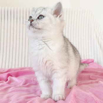 chaton British Shorthair black silver shaded Kiki Chatterie Nekobaa