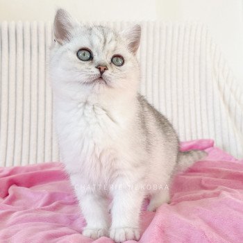 chaton British Shorthair black silver shaded Kiki Chatterie Nekobaa