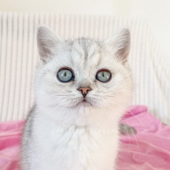 chaton British Shorthair black silver shaded Kiki Chatterie Nekobaa