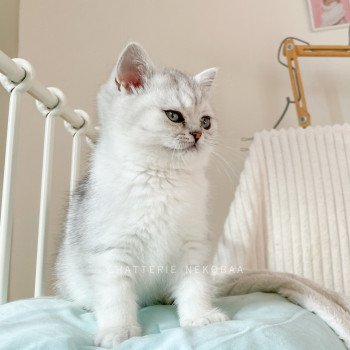 chaton British Shorthair black silver shaded Kiki Chatterie Nekobaa