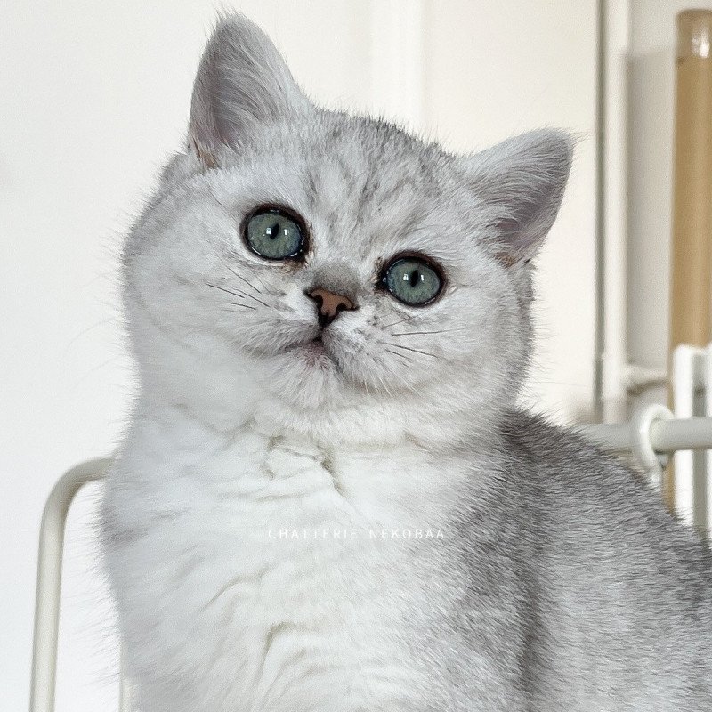 Tomo Kiki Femelle British Shorthair